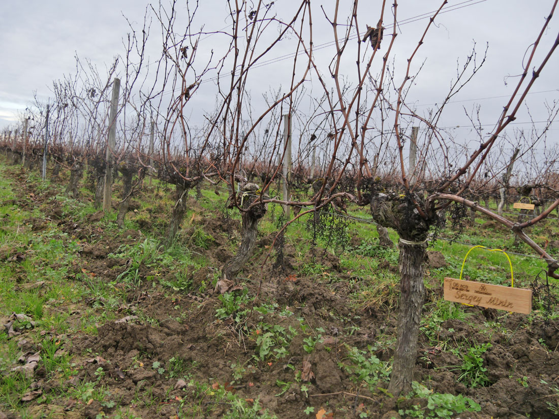 Виноградник на урожай